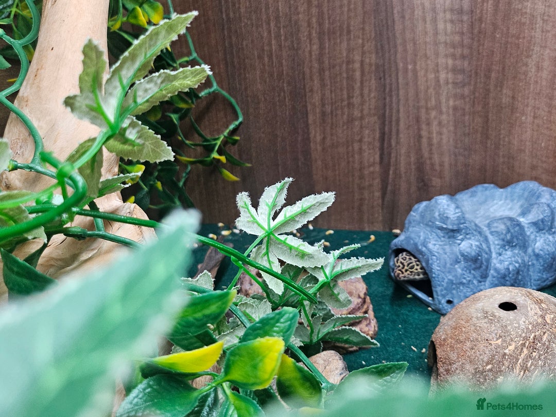 Leopard Gecko reptiles for sale: Leopard Gecko "Tim"  - Image 8