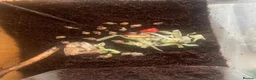 Snails invertebrates for sale: selling 18 baby giant african snails in Middlesbrough - Advert 2