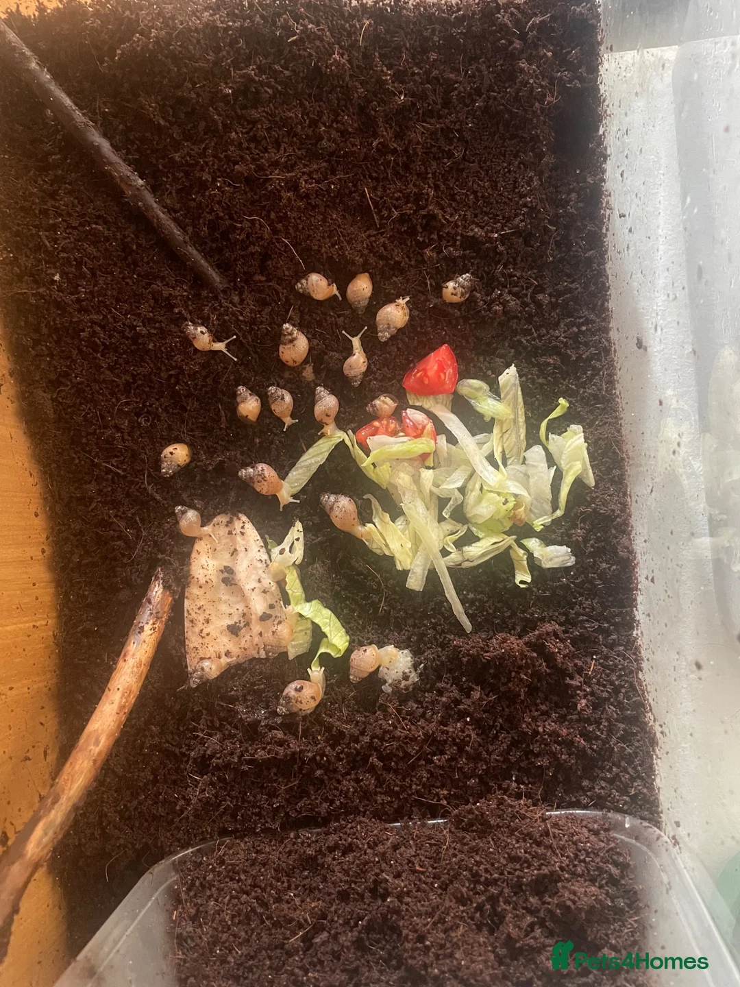 Snails invertebrates for sale: selling 18 baby giant african snails in Middlesbrough - Advert 2