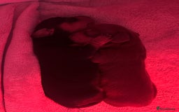 Miniature Dachshund dogs for sale: Miniature daschunds   - Image 4