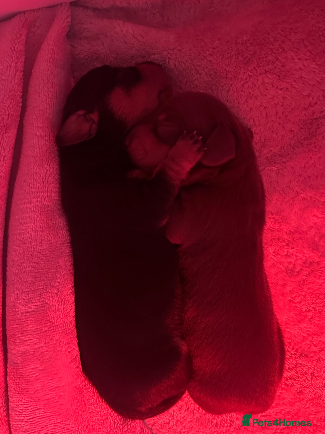 Miniature Dachshund dogs for sale: Miniature daschunds   - Image 4