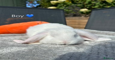 French Lop rabbits - Advert 1