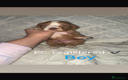 Cocker Spaniel dogs for sale: Cocker spaniels  - Image 16