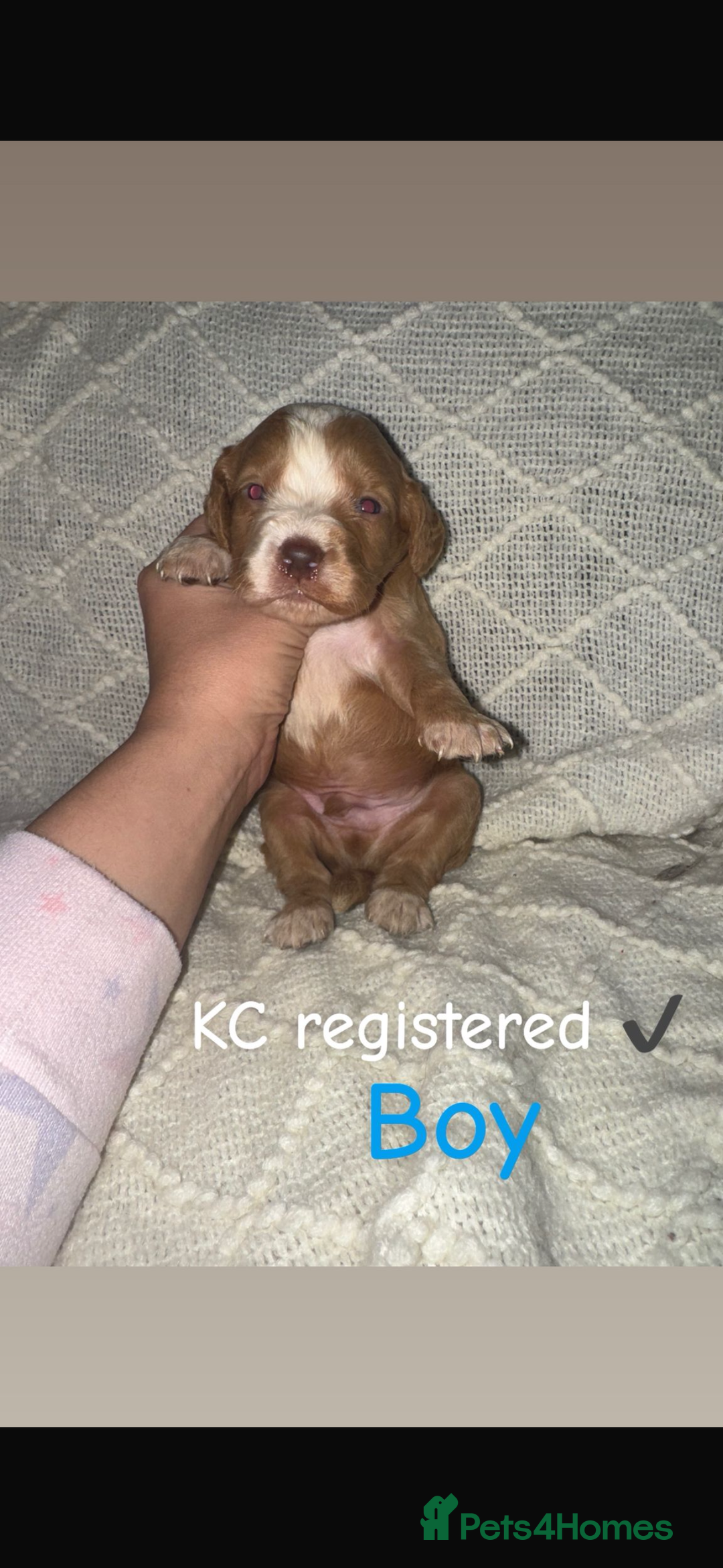 Cocker Spaniel dogs for sale: Cocker spaniels  - Image 16