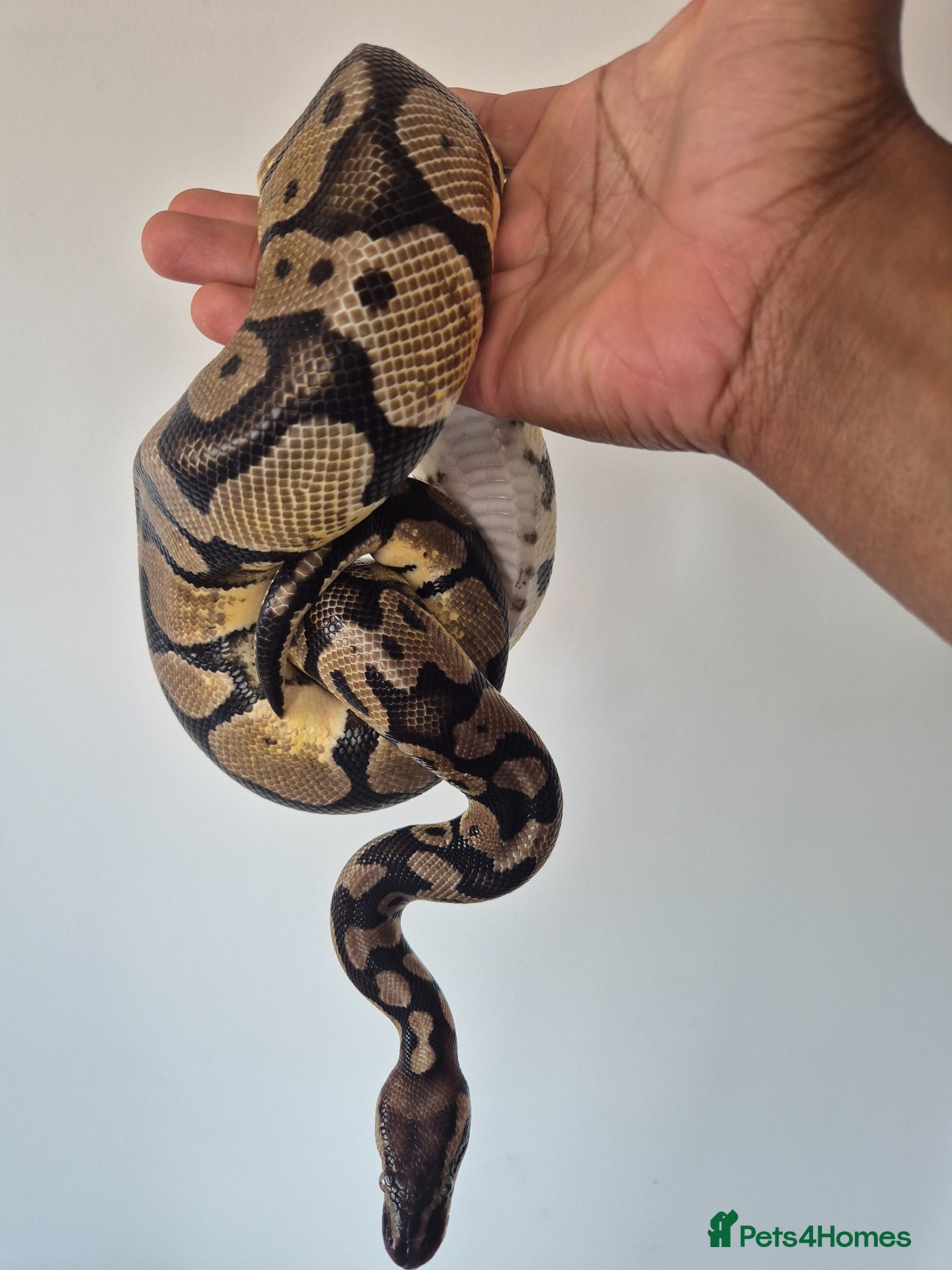 Python Snake reptiles Normal morph royal python - Advert 2