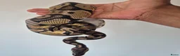 Python Snake reptiles for sale: Normal morph royal python - Advert 2