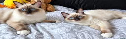 Ragdoll cats for sale: Chunky boys - Advert 2