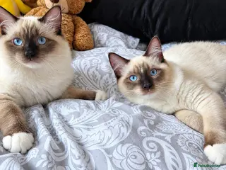 Ragdoll cats Chunky boys - Advert 4