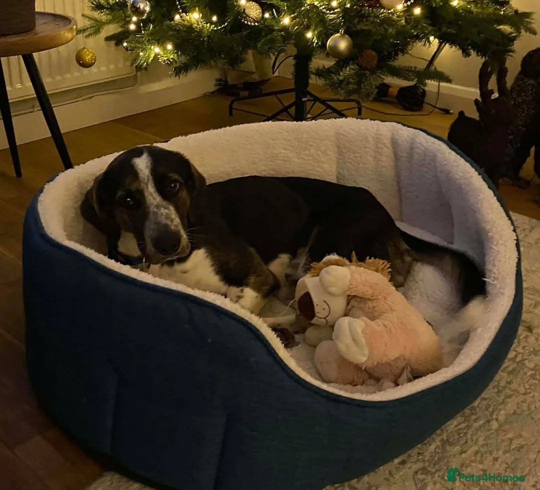 Mixed Breed dogs for adoption: WILSON - 2 Years old, Male, Hound Mix - Advert 7