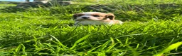 Cavalier King Charles Spaniel dogs for sale: Blenheim boys available  - Advert 4