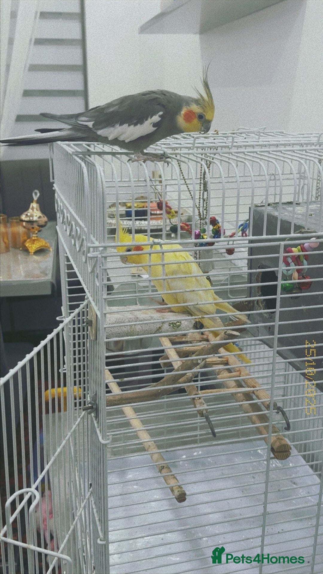 Cockatiels birds for sale: male and female cockatiels age 4  - Image 2