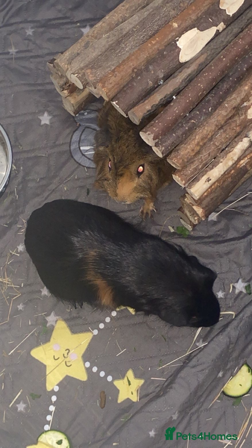 Guinea Pig rodents 2 male guinea pigs.  - Advert 1