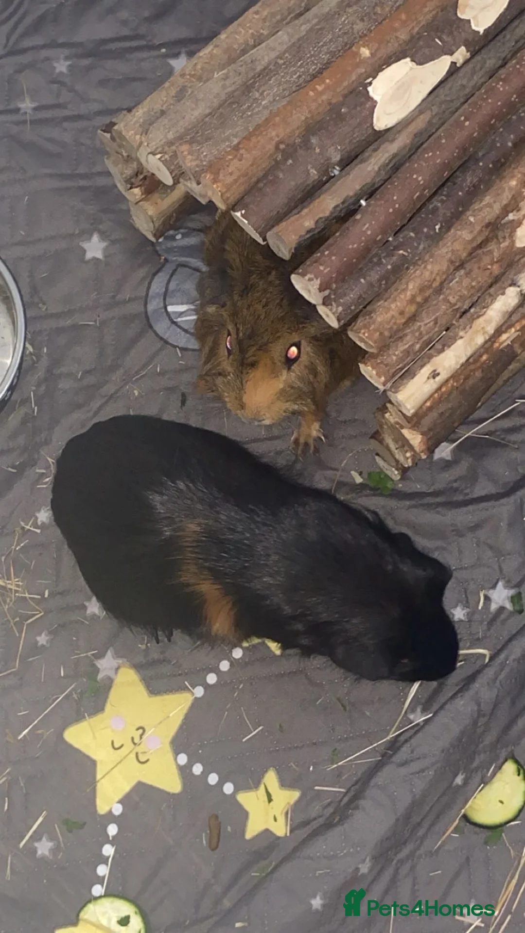 Guinea Pig rodents for sale: 2 male guinea pigs.  in Kenilworth - Advert 1