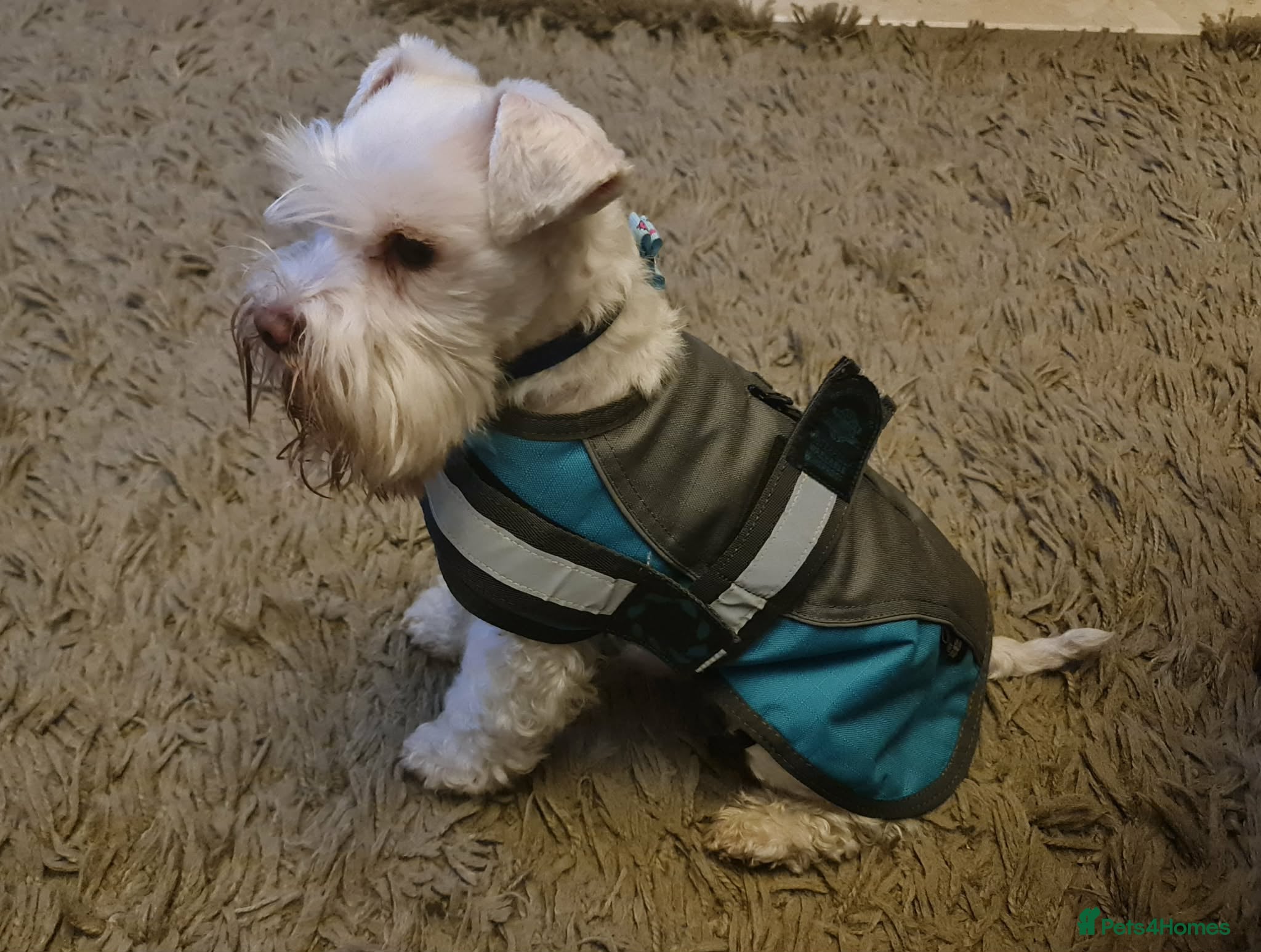 Miniature Schnauzer dogs PROVEN KC TOY MINATURE SCHNAUZER  FOR STUD    - Advert 1