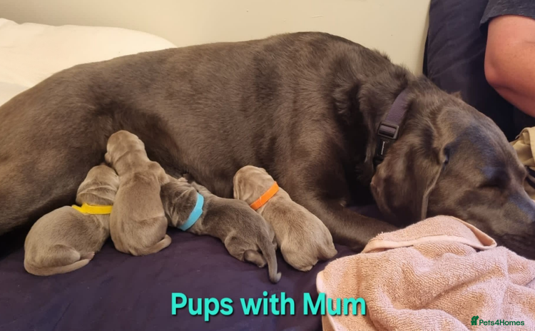 Labrador Retriever dogs - Advert 3
