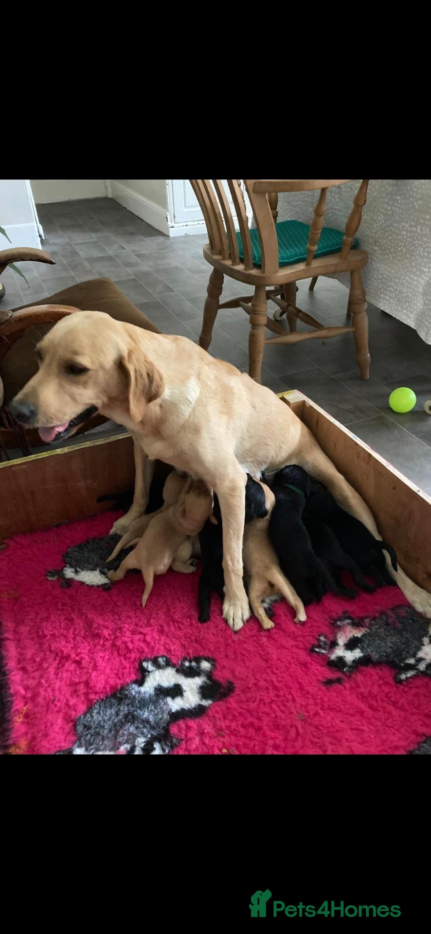 Labrador Retriever dogs Labrador Puppies  - Advert 1