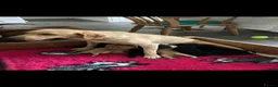 Labrador Retriever dogs for sale: Labrador Puppies  - Advert 1