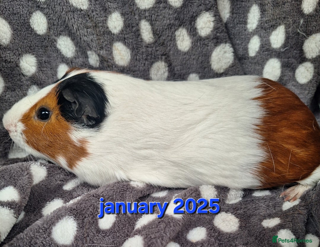 Guinea Pig rodents for sale: Rescue guinea pigs  - Advert 6