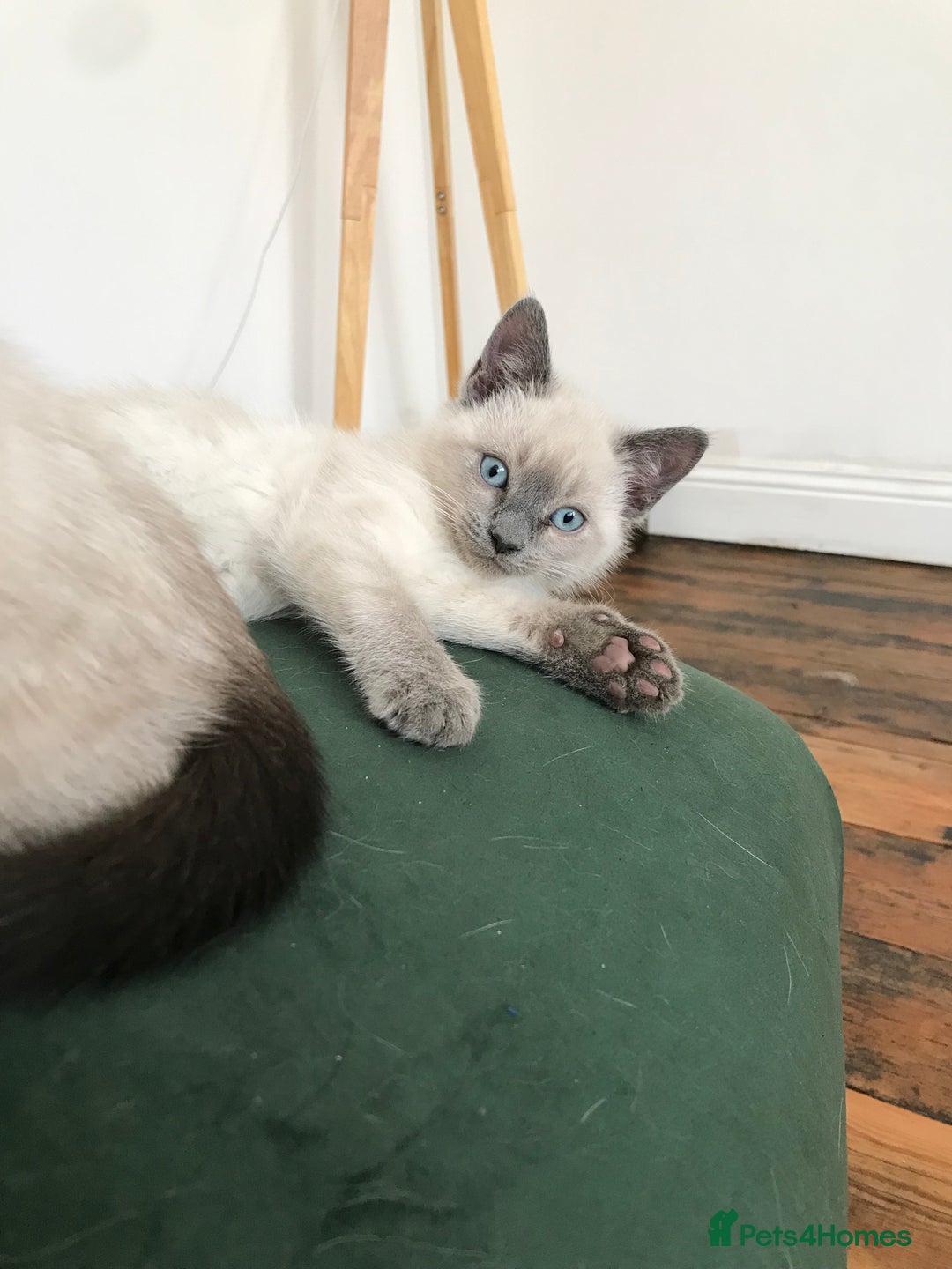 Siamese cats for sale: A litter of 5 beautiful blue eyed Siamese kittens - Image 3