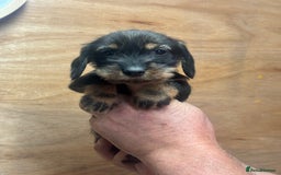 Dachshund dogs for sale: Ready now standard Wirehair dachshund (teckel)  - Image 12