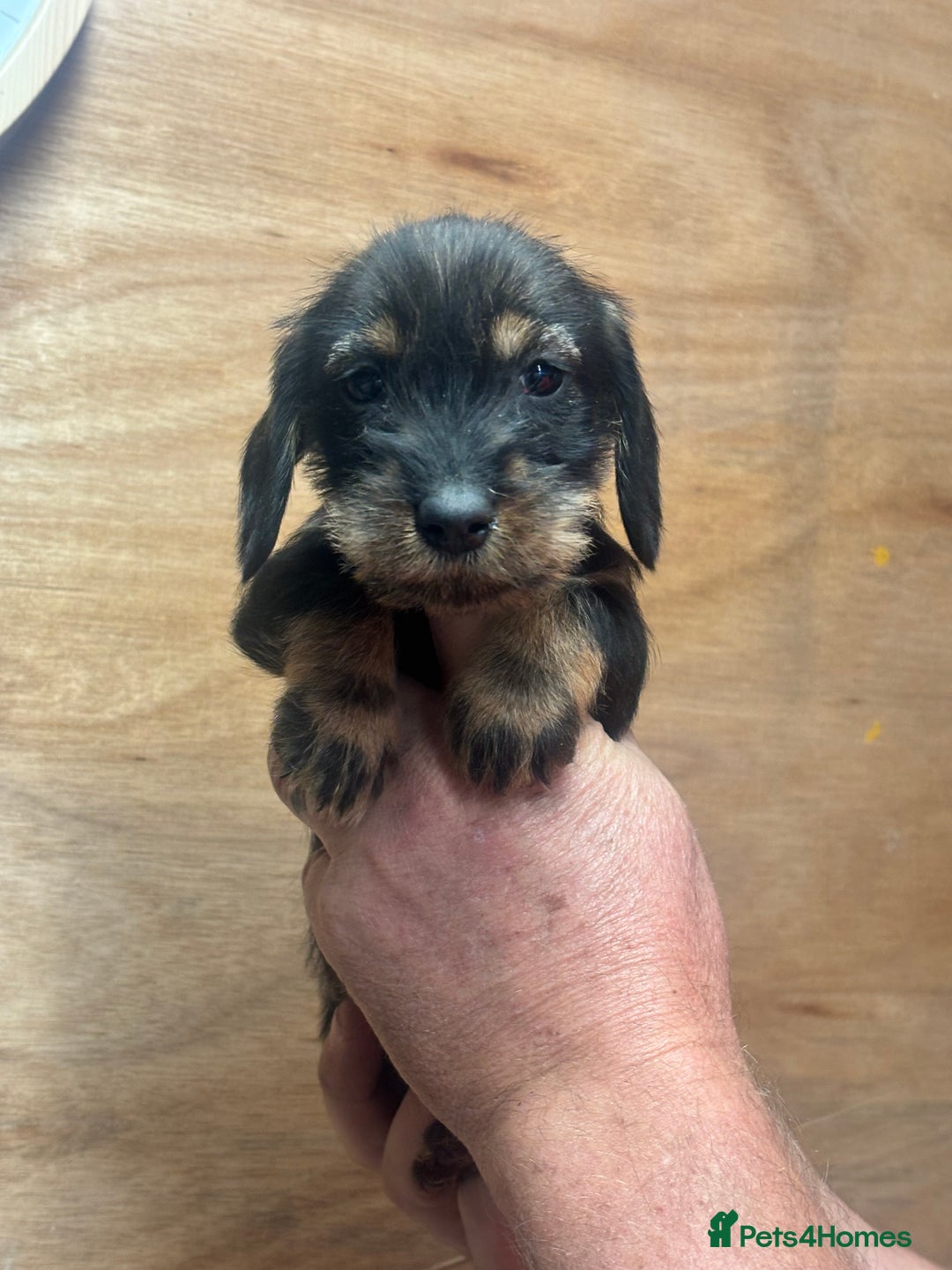 Dachshund dogs for sale: Ready now standard Wirehair dachshund (teckel)  - Image 12