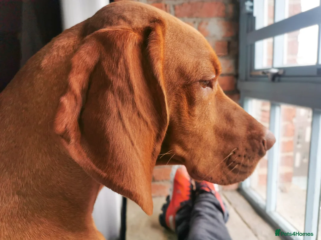 Hungarian Vizsla dogs for stud:   *Proven Stud* Son of Hungarian Grand Champion - Advert 9