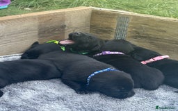 Labrador Retriever dogs for sale: Black labradors  - Image 10