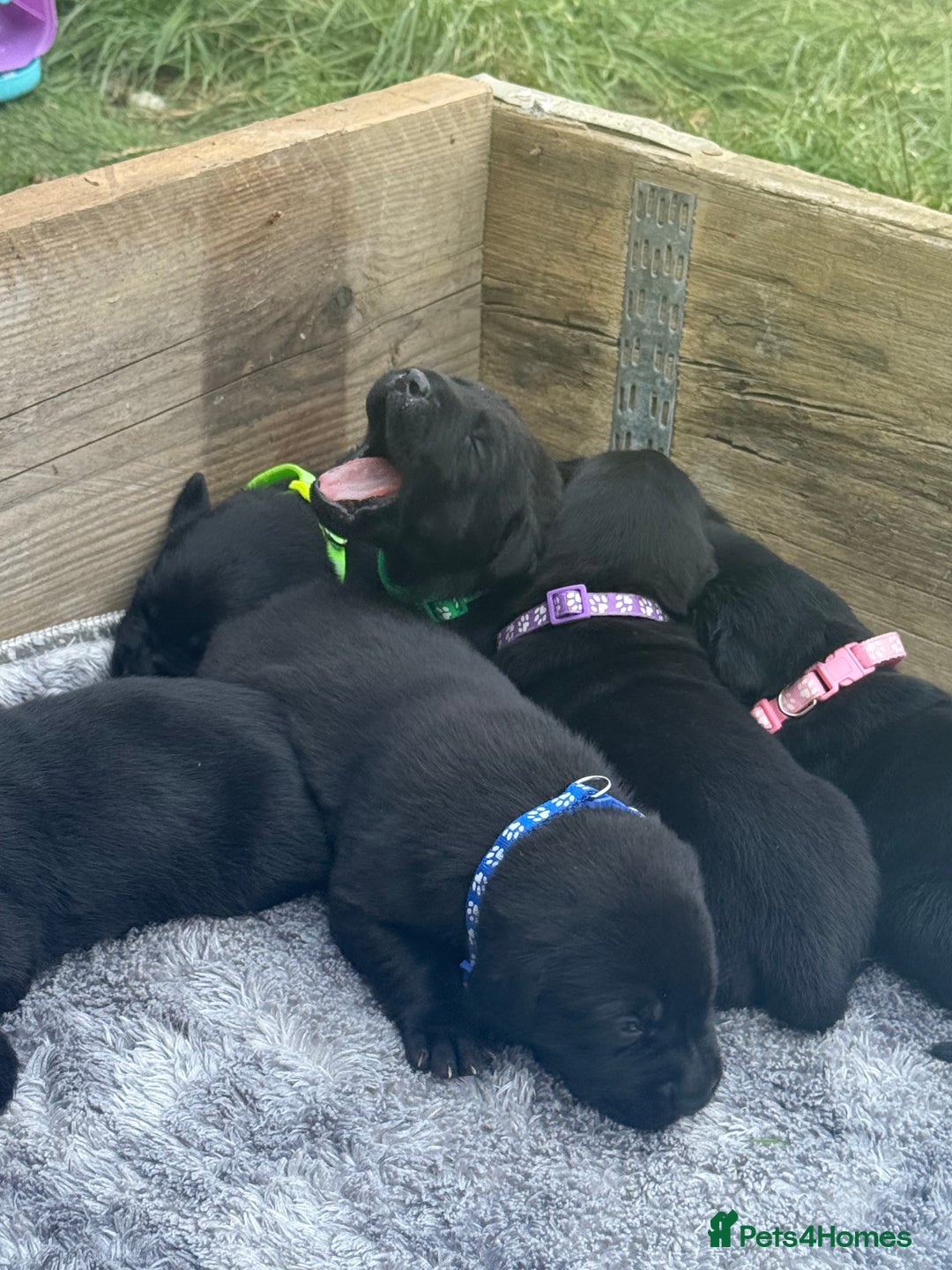 Labrador Retriever dogs for sale: Black labradors  - Image 10