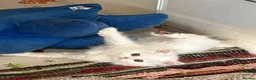Turkish Angora cats for sale: Stunning Turkish Angora x Persian  - Advert 10