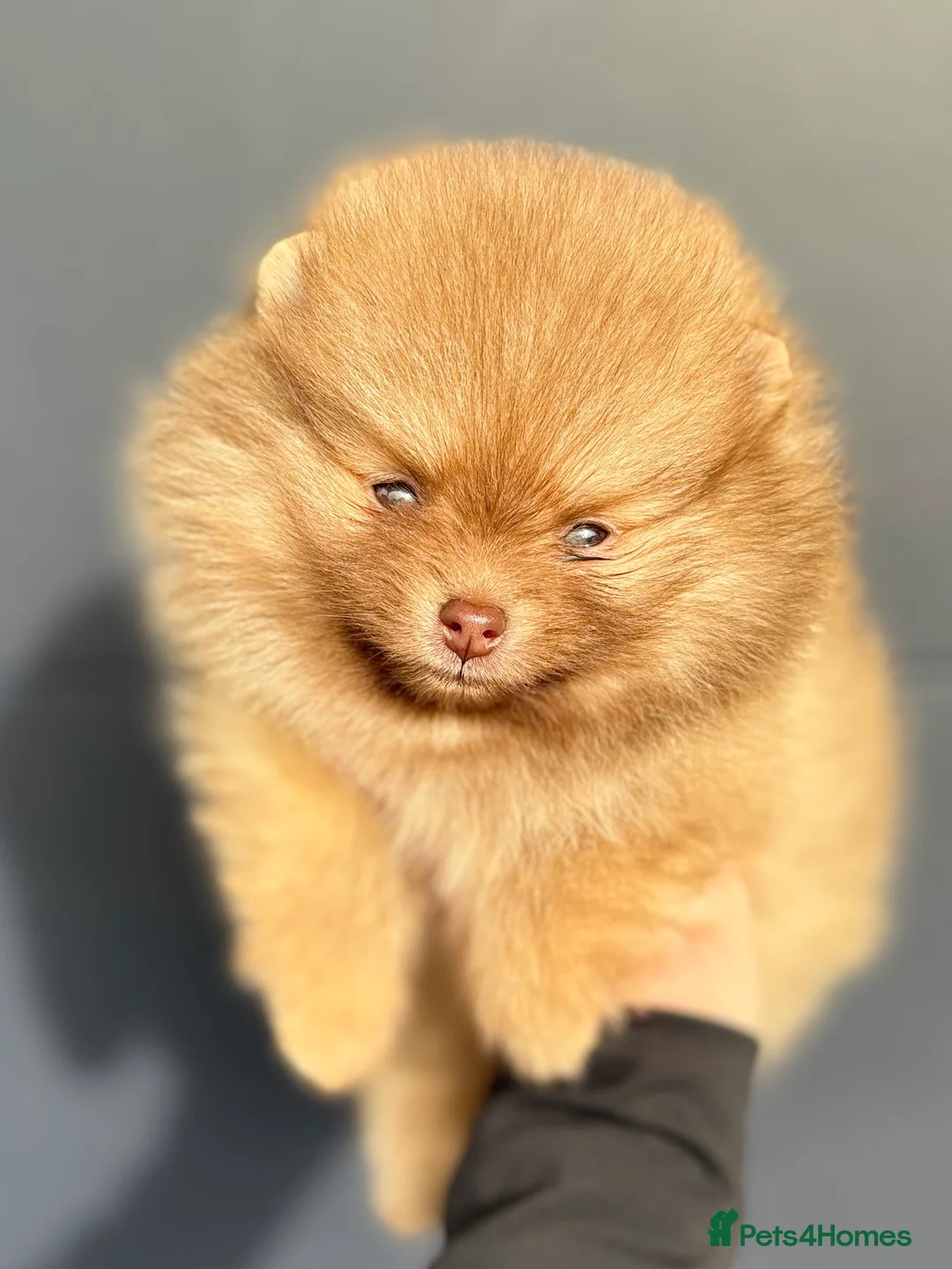 Pomeranian dogs for sale: True type Pomeranian puppy’s KC 🐾🤎🥰🤩🐾 - Advert 29