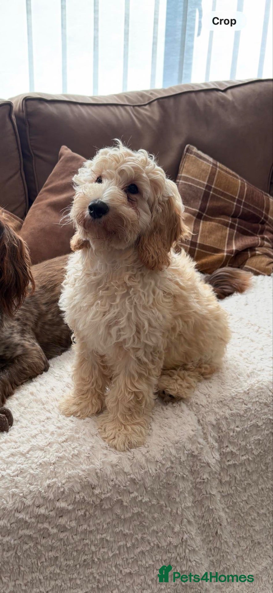Cockapoo dogs 17 weeks old  - Advert 7