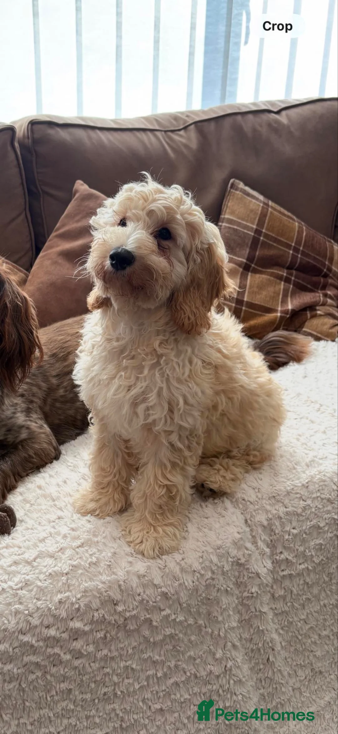 Cockapoo dogs for sale: 17 weeks old  in Sunderland - Advert 1