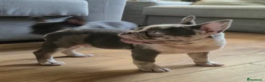 French Bulldog 4