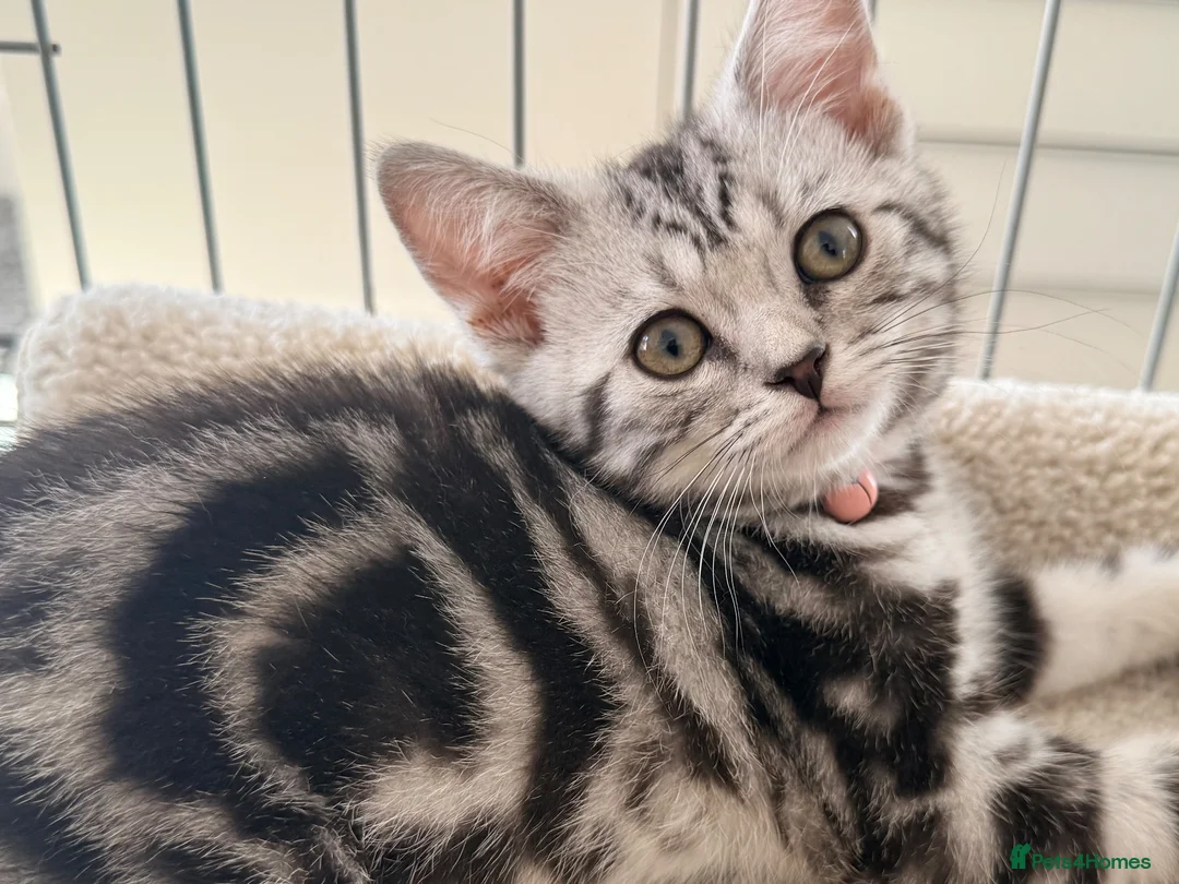 British Shorthair cats for sale: Outstanding GCCF Champion BSH Silver Tabby Kittens - Advert 2