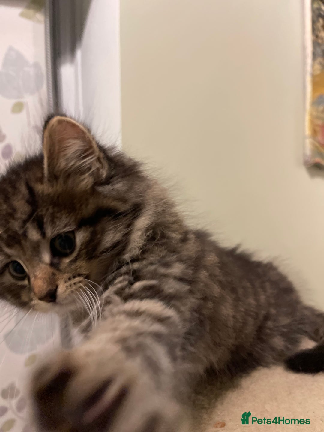 Mixed Breed cats for sale: Beautiful mixed kittens long and shorty hair - Advert 4