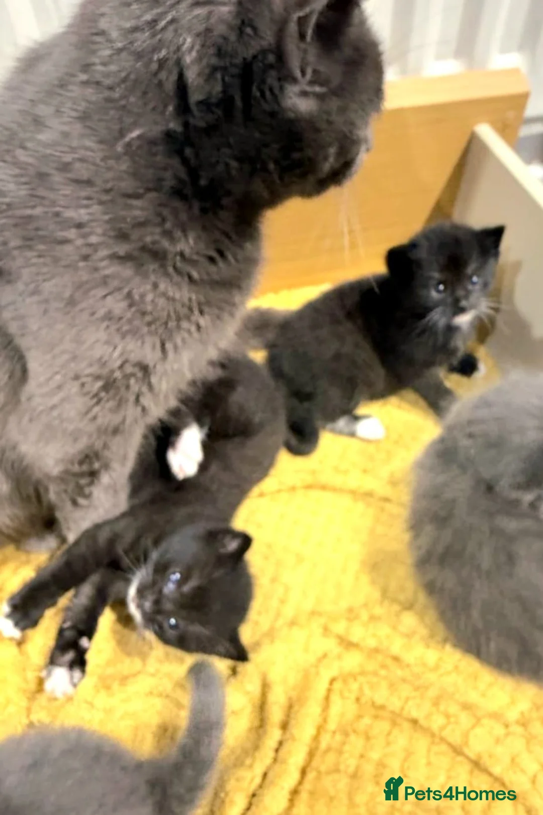Mixed Breed cats for sale: Kittens  - Advert 2
