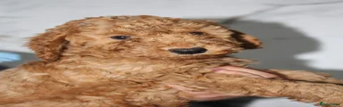 Cockapoo 1