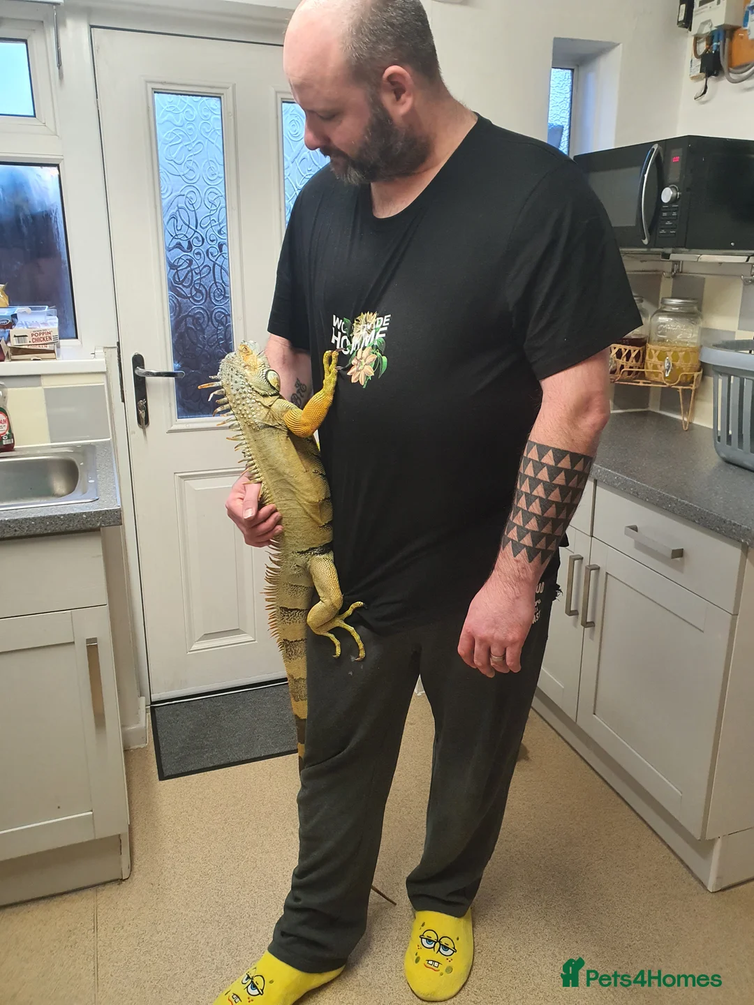 Iguana reptiles for sale: Green iguana - Advert 4