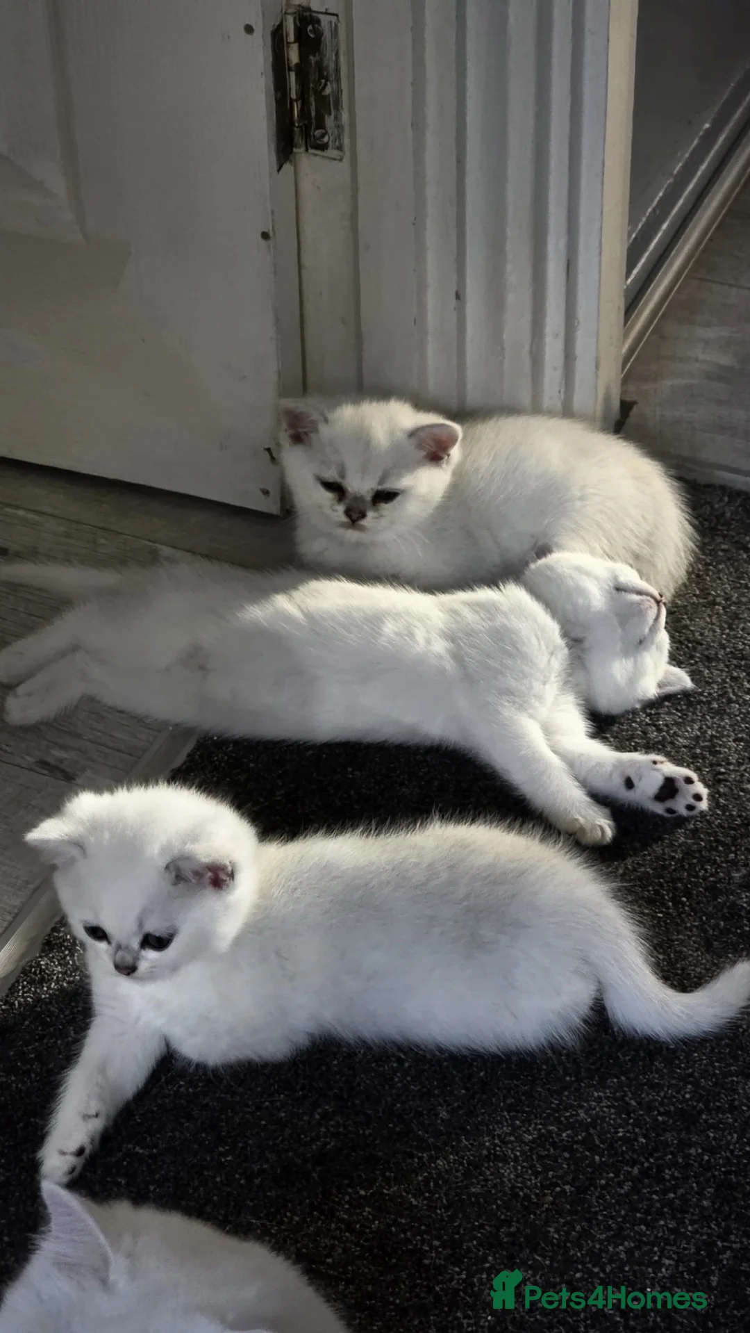 British Shorthair cats for sale: British Shorthair kittens  - Advert 11
