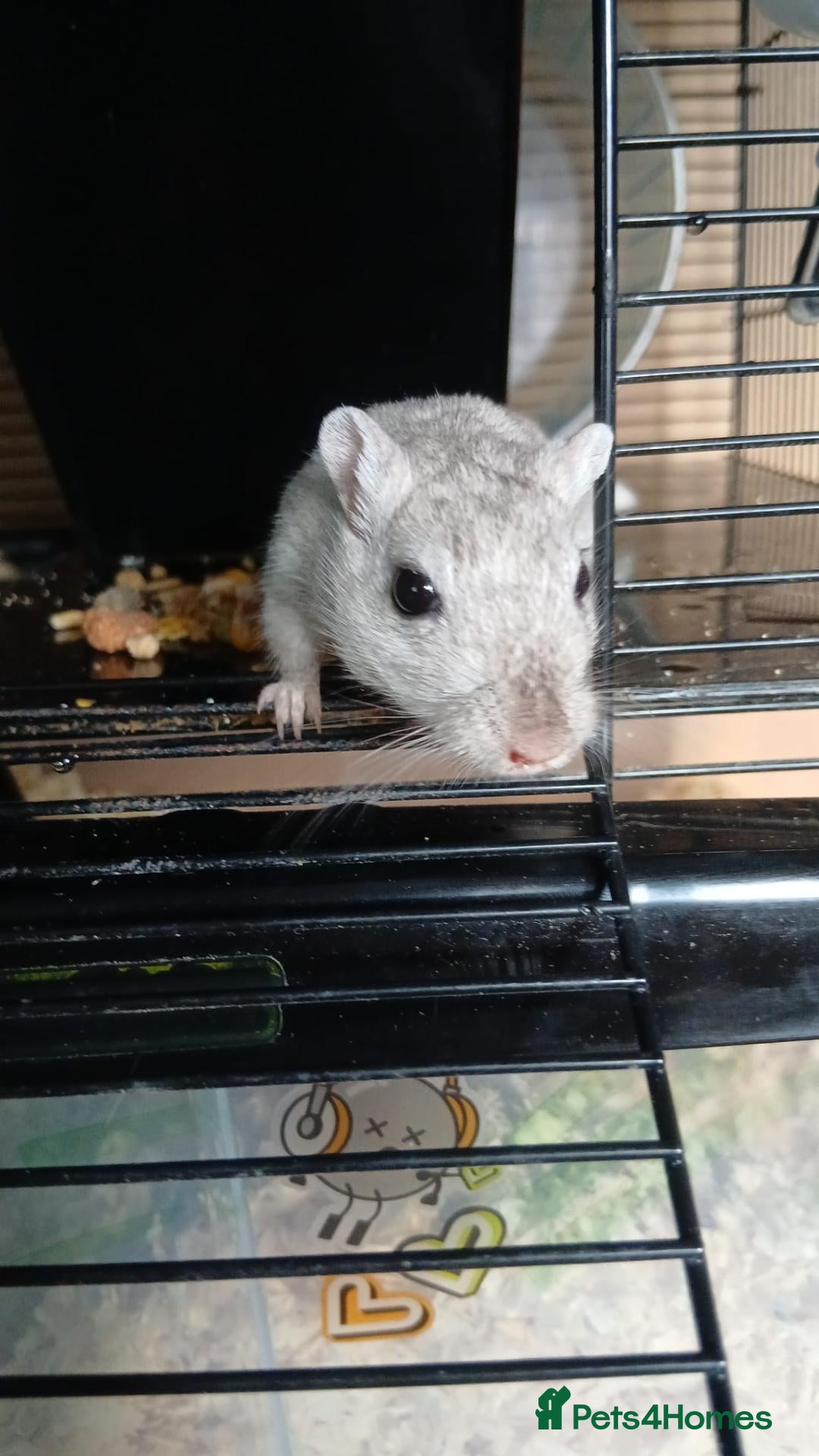 Gerbil rodents Gerbil female pair 18 months old - Advert 6