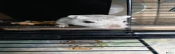 Gerbil rodents for sale: Gerbil female pair 18 months old in Bristol - Advert 1