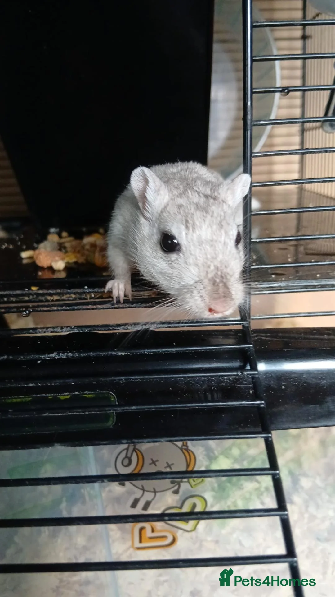 Gerbil rodents for sale: Gerbil female pair 18 months old in Bristol - Advert 1