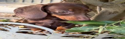 Miniature Dachshund dogs for sale: Miniature dachshund puppies reduced  - Advert 1