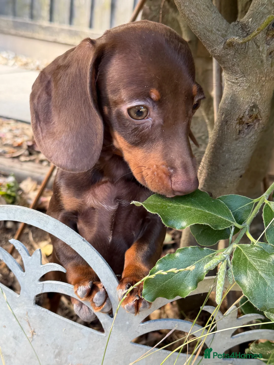 Miniature Dachshund dogs for sale: Miniature dachshund puppies reduced  - Advert 1