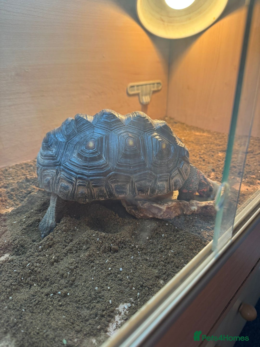 Tortoise reptiles for sale: Sulcata and Red Food Tortoise  - Advert 13