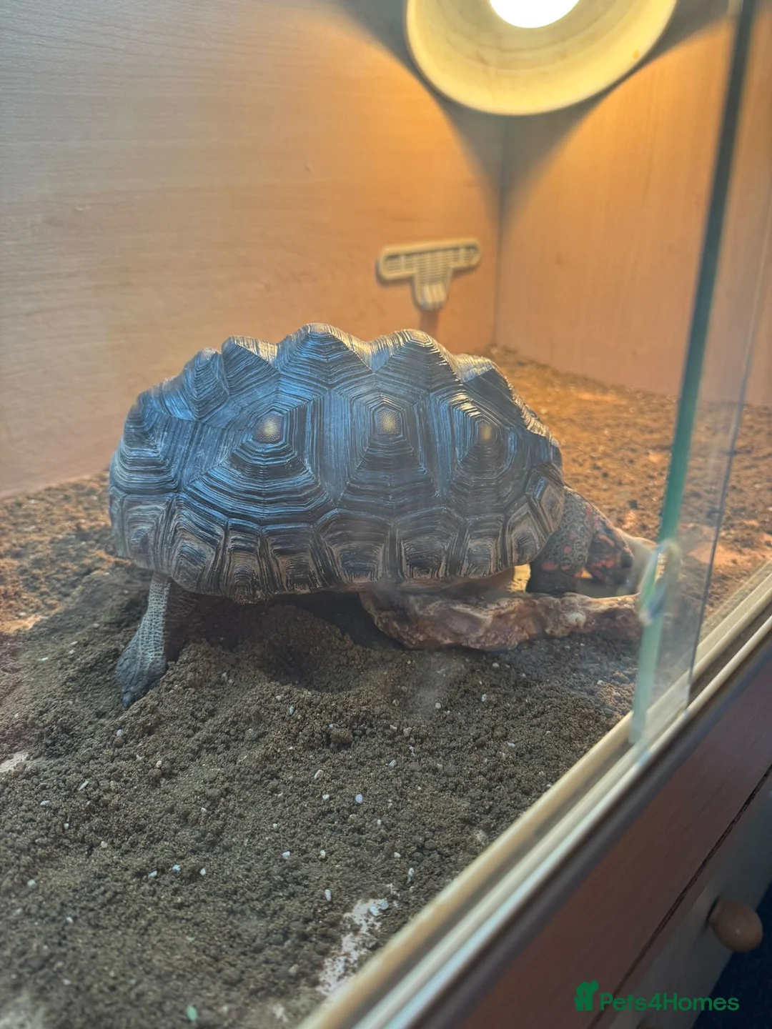 Tortoise reptiles for sale: Sulcata and Red Food Tortoise  - Advert 13