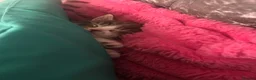 Mixed Breed cats for sale:     ✨ Stunning Longhair Kittens – Walter & Ted ✨  in Weston-super-Mare - Advert 5