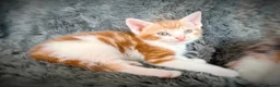 Mixed Breed cats for sale: 9 beautiful kittens looking for new homes  - Advert 18