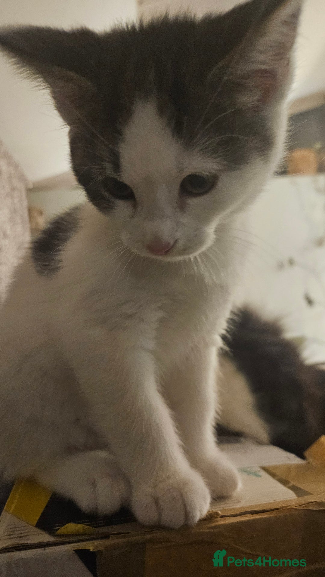 Maine Coon cats for sale: Beautiful Female Mixed Maine Coon kittens - Advert 34