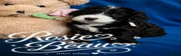 Cockapoo dogs for sale: Exceptional F1 Cockapoo Puppies in Leicester - Advert 14